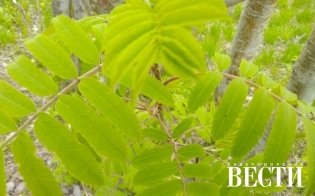 ������� ������ �� 13 ����