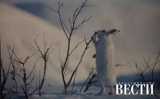 ��, ����, ������!