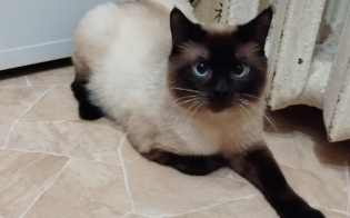 ������ ���