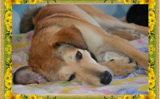 ������� �������� ������