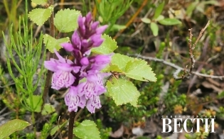 ������� ������ �� 9 ����