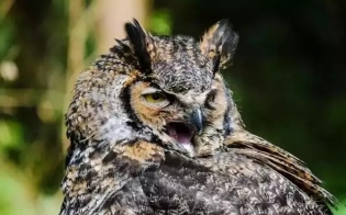 ��� �������� ����� ���