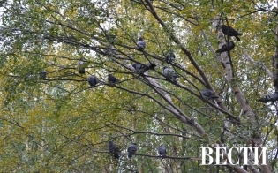 ������ �������� ������