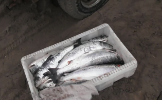 160 ����� - �� ������