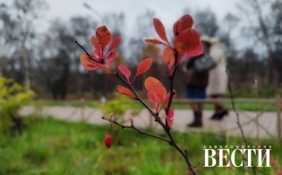 ������� ������ �� 13 �������