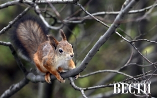 ������� ������ �� 27 �������