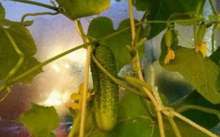 � ��� � ���?