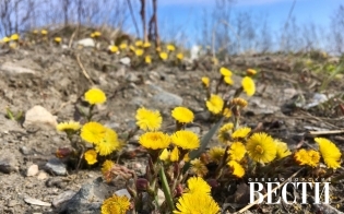 ������� ������ �� 9 ���