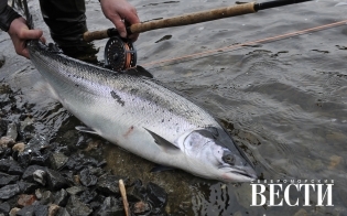 ������������� �������� ����������� ������ 