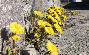 ������� ������ �� 13 ������