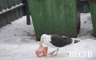 ����� ������ � ��������� ����������� ��� � �������� ���������