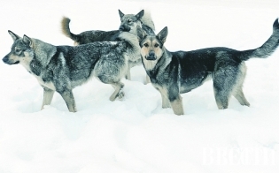 � ������ ����� �� �������� �����