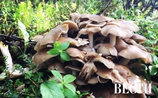 28 ������� � ������� �������� � ��������