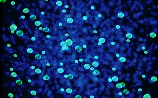 �� ���� �������