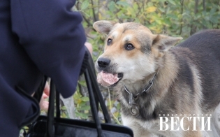 ������ ���