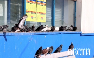 ������� ������ �� 11 ������