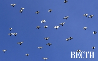 ������� ������ �� 21 �����