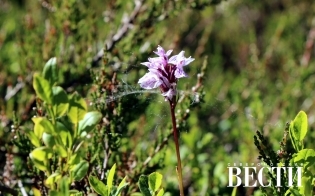 ������ ������� �������������  ����