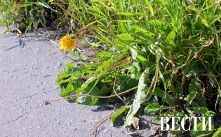 ������� ������ �� 3 ��������