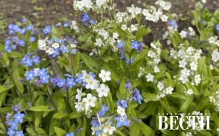 ������� ������ �� 13 ����