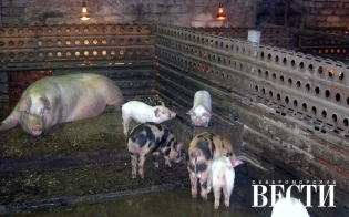 ������ ������ ����������� ���� 