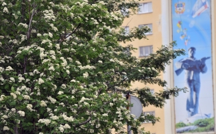 ������� ������ �� 29 �������