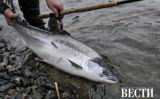 �������� ����� ������ �����