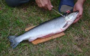 ������� ���� ������ � ��������������