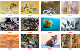 "������������ ������" � ������������