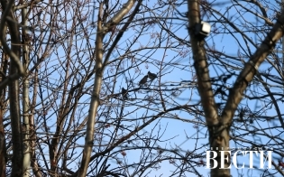 ������� ������ �� 20 ������