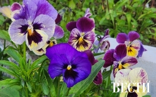 ������� ������ �� 24 ����