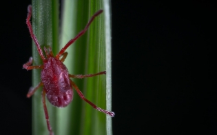 ������ ������� - ������������