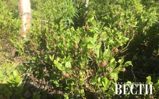 ������� ������ �� 25 ����