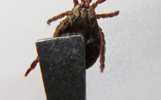 ���������� �����������