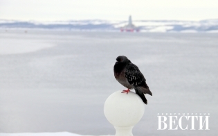 ������� ������ �� 13 ������ 