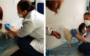 ������� ���� - ��������� ������������� ���������� ������� ��������