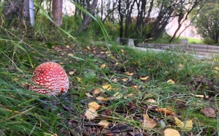 ������� ������ �� 7 ��������