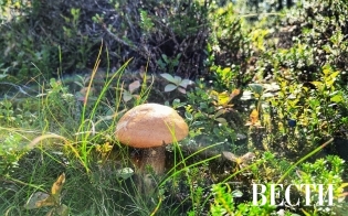 ������� ������ �� 15 �������