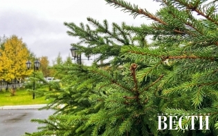 ������� ������ �� 9 �������