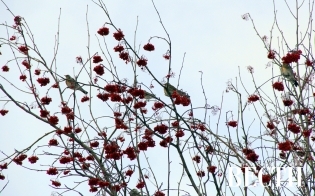 ������� ������ �� 9 �������