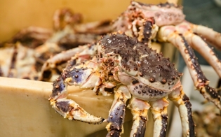 ��������� ����� ���� �����