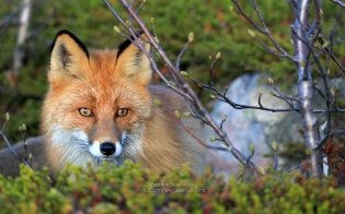 ����� ��������� ��������