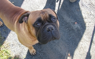 ���������, ��������