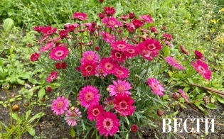 ������� ������ �� 22 �������