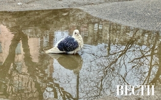 ������� ������ �� 27 �����