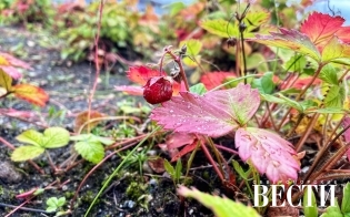 ������� ������ �� 12 �������