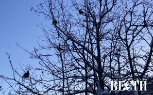 ������� ������ �� 14 �������