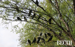 ������� ������ �� 10 ��������