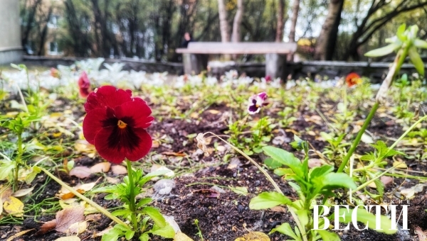 ������� ������ �� 7 ��������